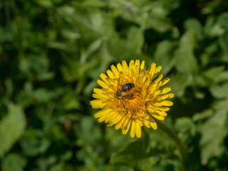 Bee sitting on yellow dandelion blossoming flower with green field background