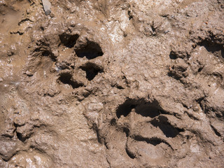 Two dog traces on wet ground