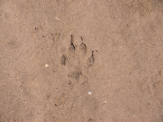 Single dog trace on dry ground