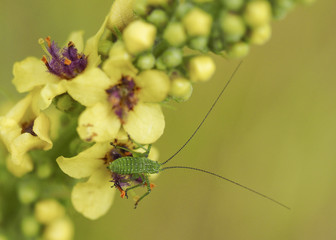 konik polny © Zbigniew Pukalski