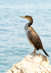 Side view of coromorant standing on a rock

