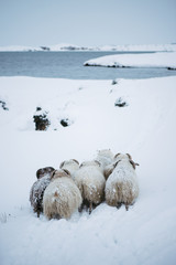 Uroczy mały owłosiony cakiel wędruje swobodnie w Islandzkim zimy polu rzeką - 162220777