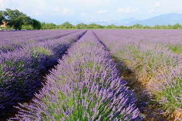 Obraz na płótnie Canvas Lavender Fields, France