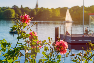 Rose in front of Alster on evening light with white sailboat and pier in background. Chilling atmosphere in Hamburg on weekend