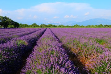 Naklejka na ściany i meble Lavender Fields, France