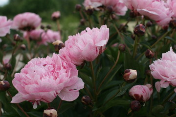 Magnificent pink tree-like peony
