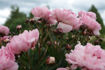 Magnificent pink tree-like peony
