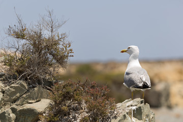 Gull in Tabarca Island.