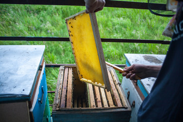 Honey in glass bowl, wooden honey dipper and honeycombs in wooden frame with full cells of honey