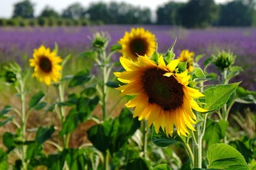 Lavender Fields, France