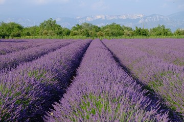 Fototapeta na wymiar Lavender Fields, France