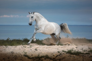 Fototapeta na wymiar White horse runs on the beach on the sea background