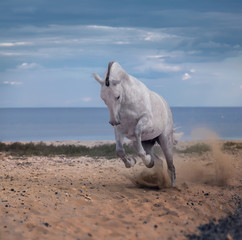 Fototapeta premium White horse jumps on the beach on the sea and clougs background