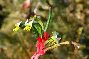 Australian Wildflowers