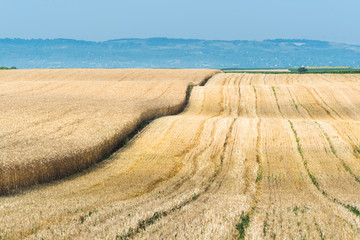 Wheat field in sunny summer day