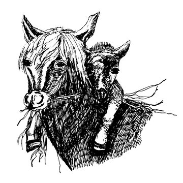 
Drawing of a wild horse with a foal on the neck, sketch ink hand-drawn vector illustration
