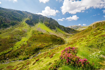 Val Grosina - Val Pedruna - Valtellina (IT) - Panoramica estiva della valle con rododendri fioriti