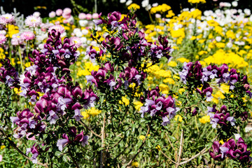 Fototapeta premium Australian Wildflowers