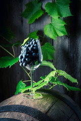 Grapes and vines of wine on oak barrel