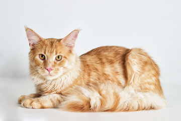 Redhead striped cat maine coon looks