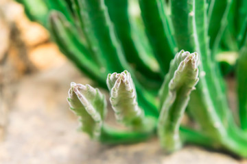 Long cactus, Cactus with small size