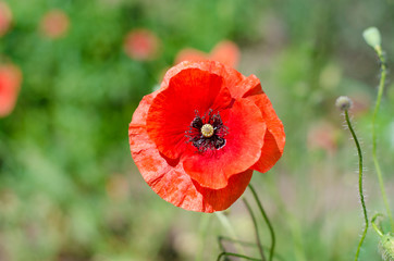Red poppy