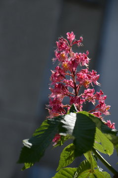 Red horse-chestnut,  Aesculus hippocastanum or Conker tree with flower and leaf, Sofia, Bulgaria  