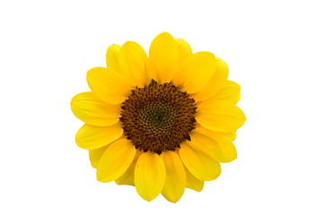 Yellow sunflower isolated on white background
