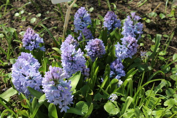 Obraz premium Hyacinth 