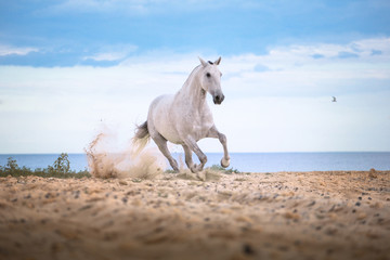 Naklejka premium Biały koń biegnie na plaży na tle morza i clougs