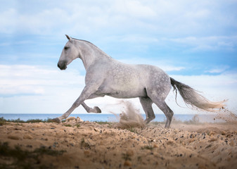 Naklejka na ściany i meble White horse galloping on the beach on the sea and clougs background
