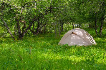 Picturesque tent  in the forest among the lush grass