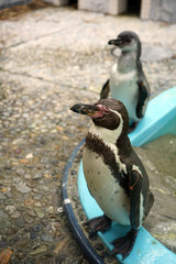 フンボルトペンギン