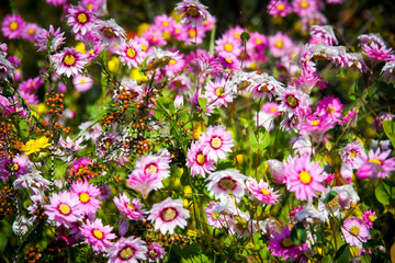 Obraz premium Australian Wildflowers