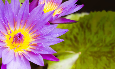 Violet purple lotus petal with water drop and blank space