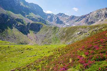 Val Grosina - Val Pedruna - Valtellina (IT) - Panoramica estiva della valle con rododendri fioriti