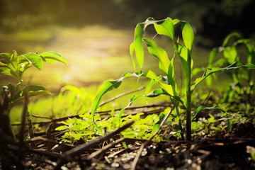Young green corn plant growing in morning light with dew drops, Dark tone