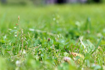 Green grass with small dpop of water on sun