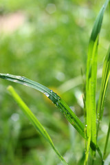 Green grass with small dpop of water on sun