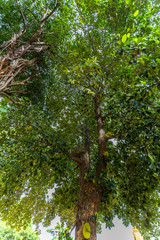 Mangrovenbaum