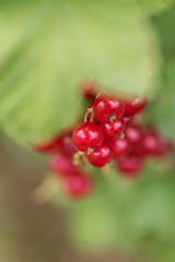 Close up to red currant