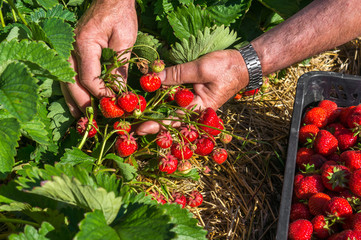 Harvest fresh strawberries on strawberry field