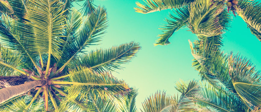 Blue sky and palm trees view from below, vintage style, summer panoramic background, tropical travel web banner