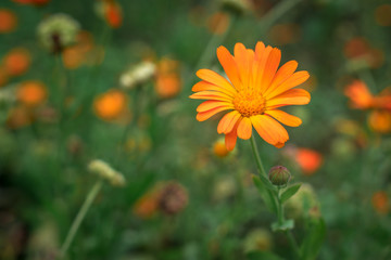 Orange herbal flower on green grass background