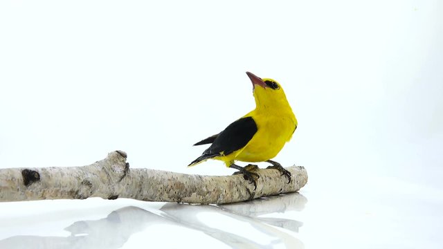 Eurasian Golden Oriole (Oriolus oriolus) and worm isolated on a white background