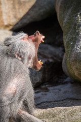 Male Sacred Baboon (Papio hamadryas) Showing his Teeth, Africa