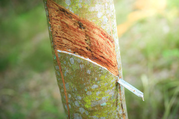 Rubber Latex extracted from rubber tree , (Hevea Brasiliensis) as a source of natural rubber