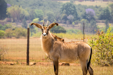 Naklejka na ściany i meble Roan Antelopes Standing in Fenced Area, Swaziland, Africa