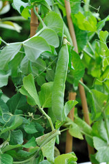 gousse de petits pois dans potager 