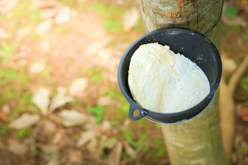 Rubber Latex extracted from rubber tree , (Hevea Brasiliensis) as a source of natural rubber - 162226732